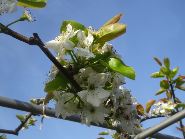 梨（なし）の花と棚畑（今治市朝倉古谷地区）…2019/4/17_f0231709_10374109.jpg