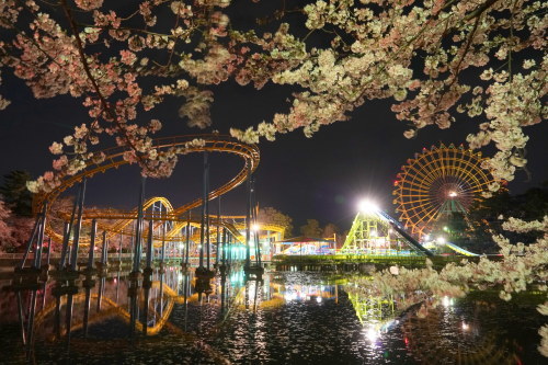 19 4 6 華蔵寺公園 夜桜 やすべーの山歩きｐａｒｔ２