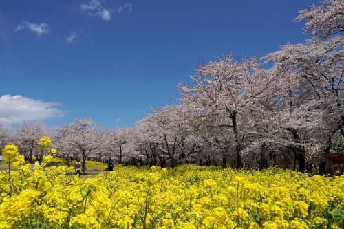 2019/4/15 赤城南面千本桜_a0340812_10170775.jpg