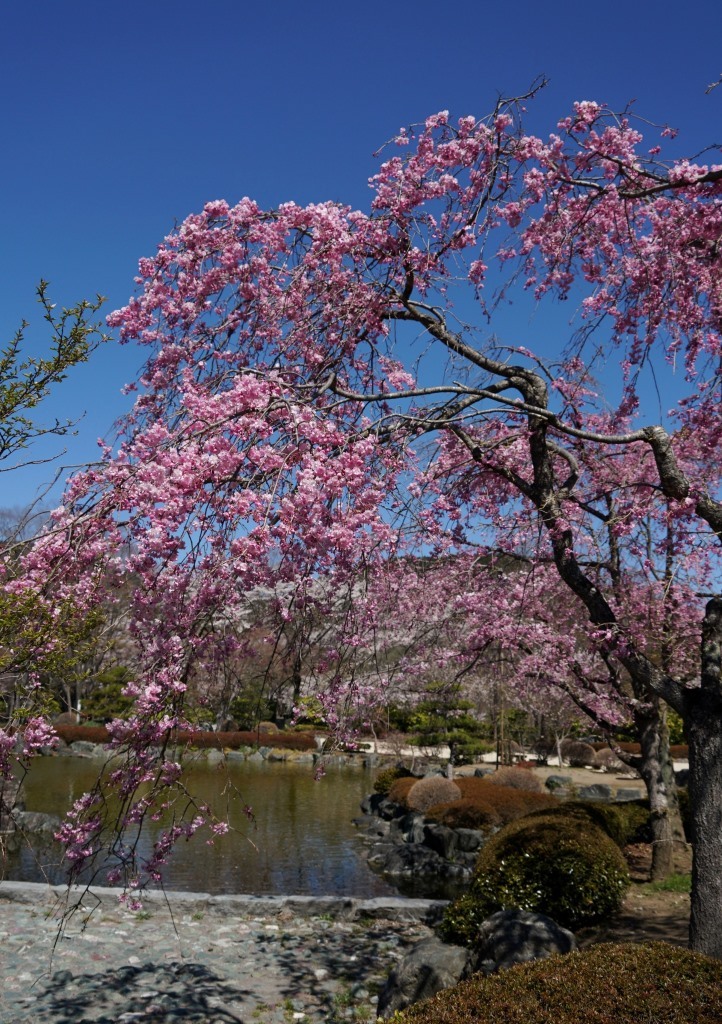 2019/4/18 桜山（鬼石）_a0340812_10223534.jpg