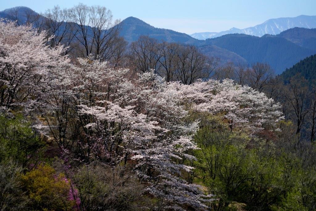 2019/4/18 桜山（鬼石）_a0340812_10224936.jpg