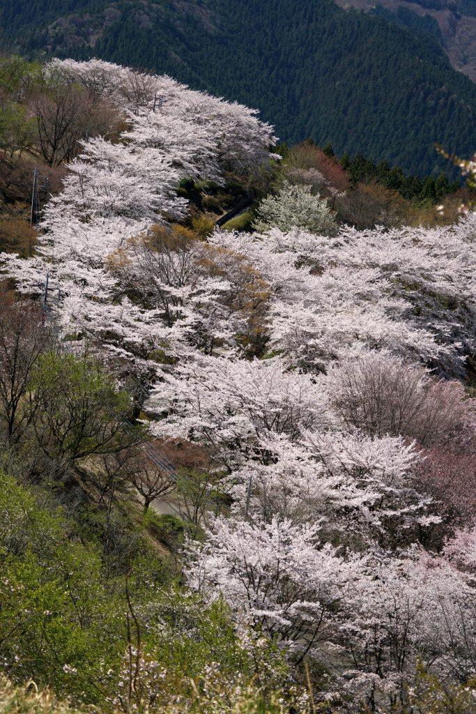 2019/4/18 桜山（鬼石）_a0340812_10225416.jpg