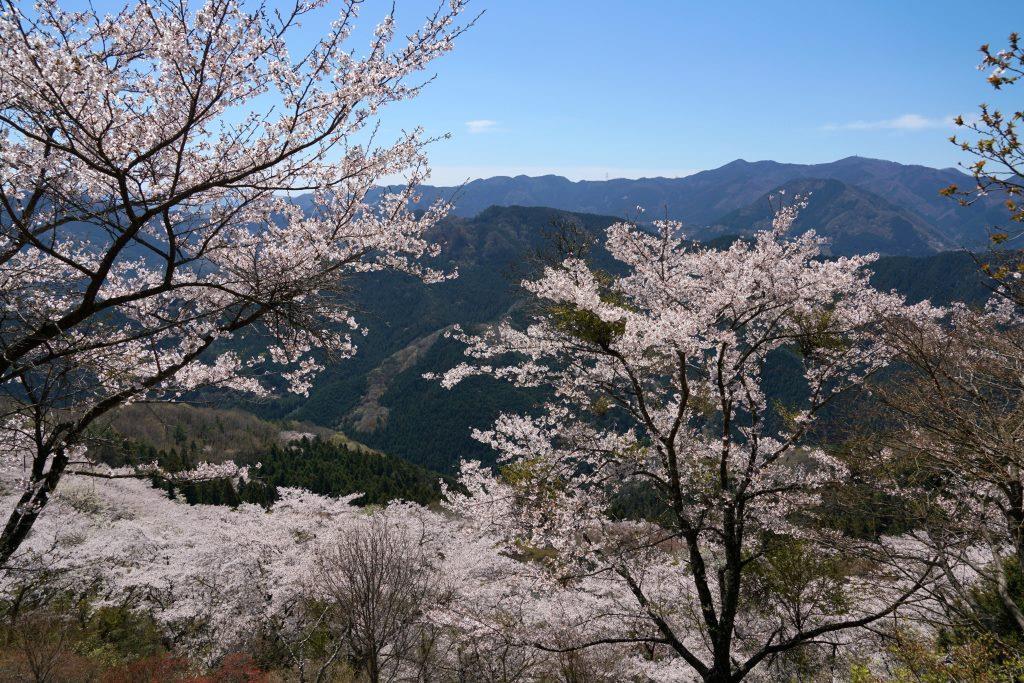 2019/4/18 桜山（鬼石）_a0340812_10230236.jpg