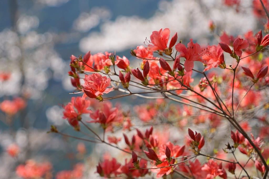 2019/4/18 桜山（鬼石）_a0340812_10231468.jpg