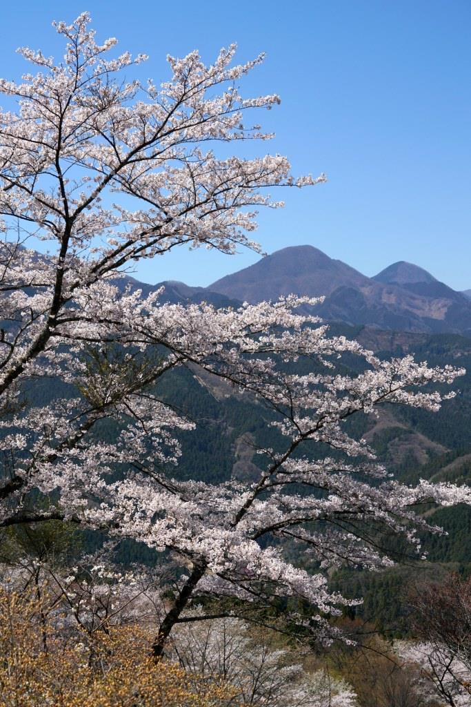 2019/4/18 桜山（鬼石）_a0340812_10232538.jpg