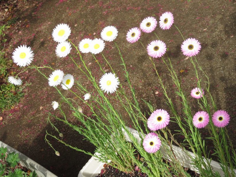 d0065113_21103391.jpg