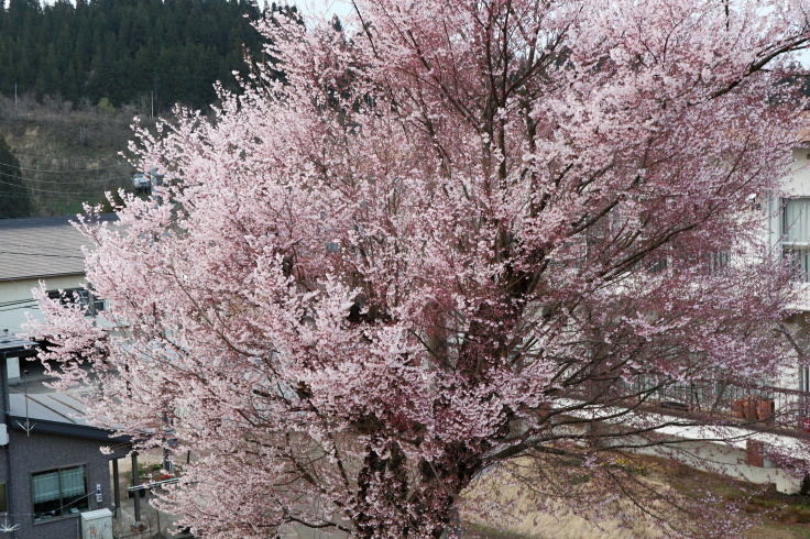 桜が咲いた_f0067514_09222810.jpg