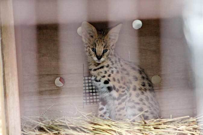 2月のサーバルっ仔（多摩動物公園）_b0355317_22445298.jpg