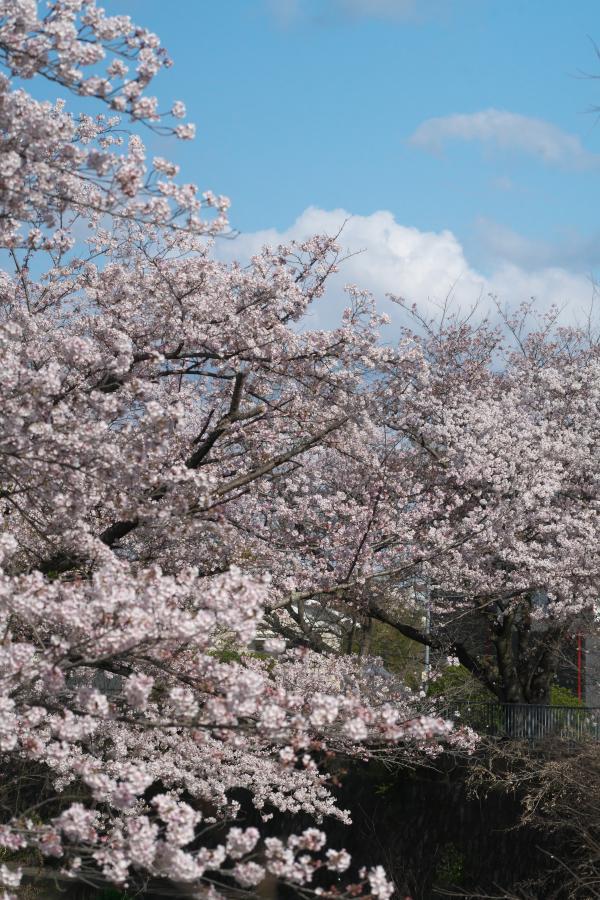 　今年の桜にも感謝！_b0408917_05230464.jpg