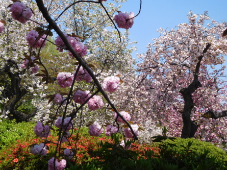 桜見物「新宿御苑」_b0089323_10040464.jpg