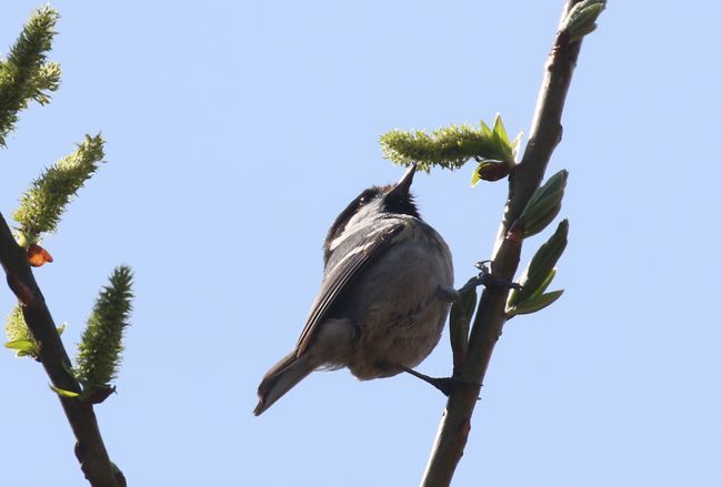 4月19日　今日の平岡公園鳥見　アトリ、シマエナガ他_f0372524_17201891.jpg