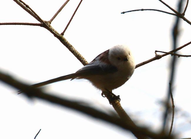 4月19日　今日の平岡公園鳥見　アトリ、シマエナガ他_f0372524_17212598.jpg