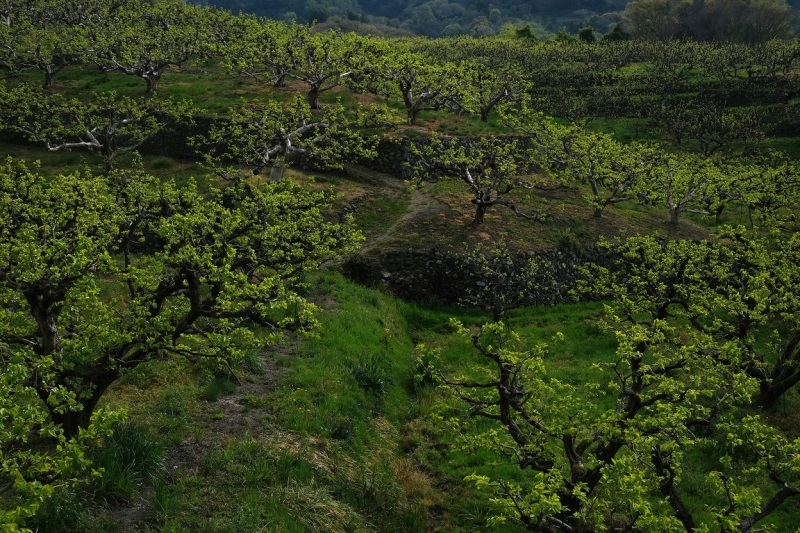 中山町の柿畑　新芽、畑の周辺_b0369329_20215748.jpg