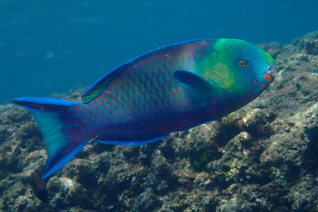 １９．４．１９　最高の好天・海況に恵まれて！_b0100730_20083981.jpg