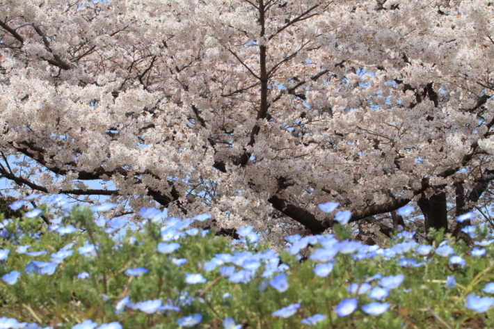 2019年桜紀行⑰大宮花の丘農林公苑その２_f0229832_23055781.jpg