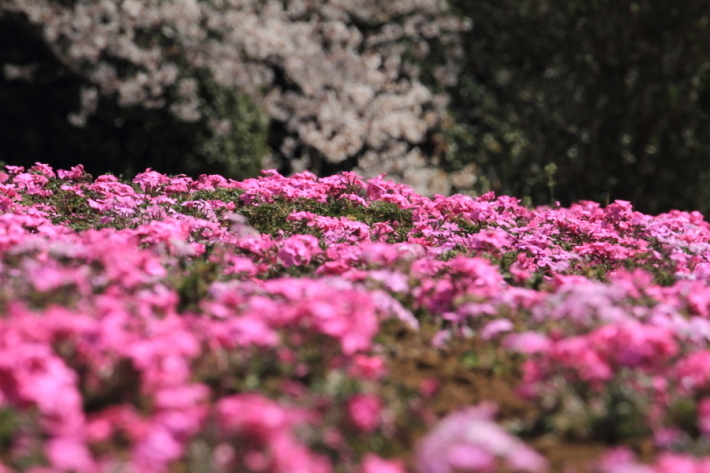 2019年桜紀行⑰大宮花の丘農林公苑その２_f0229832_23090062.jpg