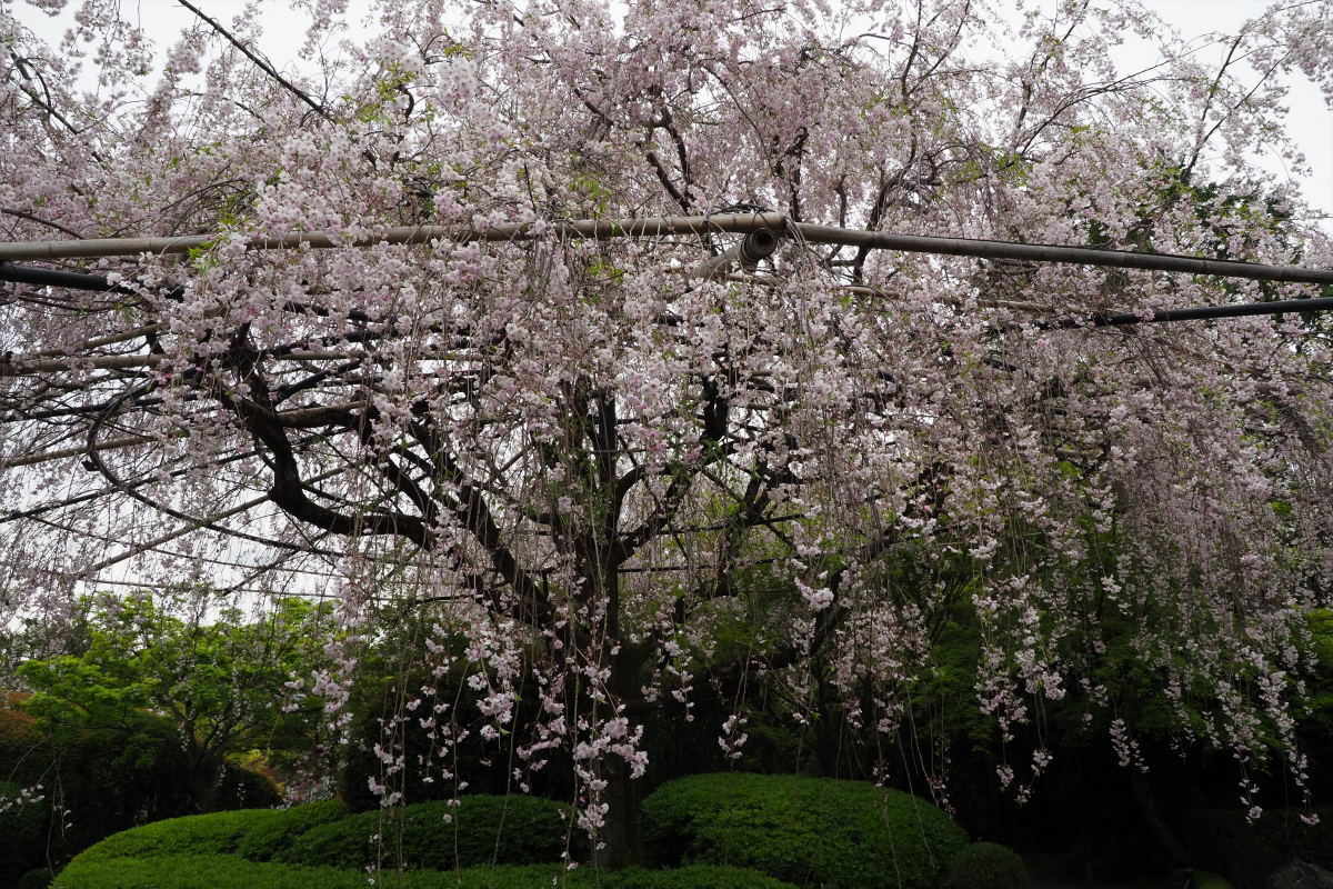 退蔵院のしだれ桜 Taro S Photo 退蔵院のしだれ桜 Taro S Photo
