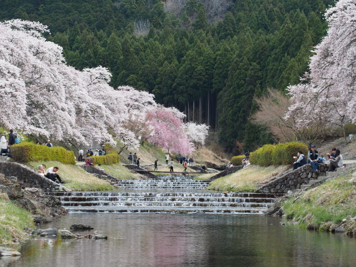 うぐい川の桜_f0366047_21432176.jpg