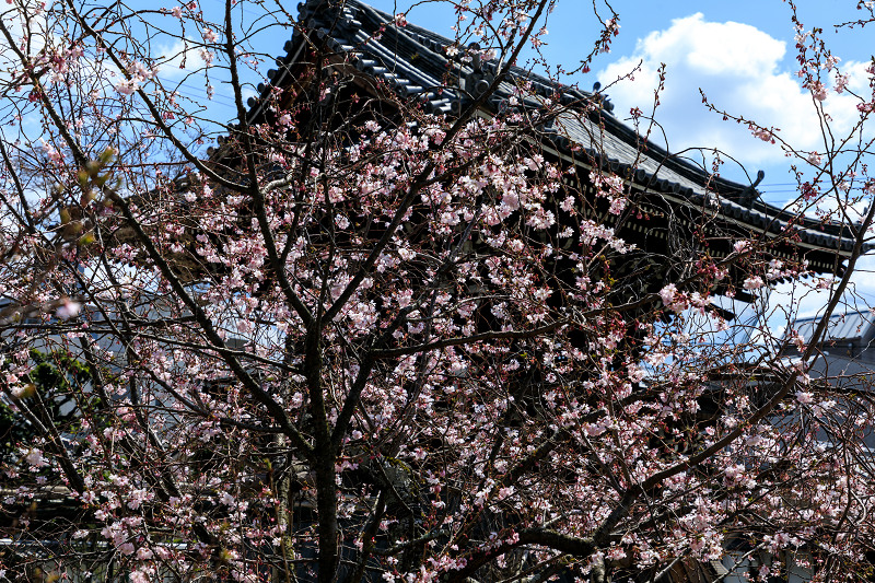 桜咲く京都2019　妙蓮寺の御会式桜_f0155048_23182441.jpg