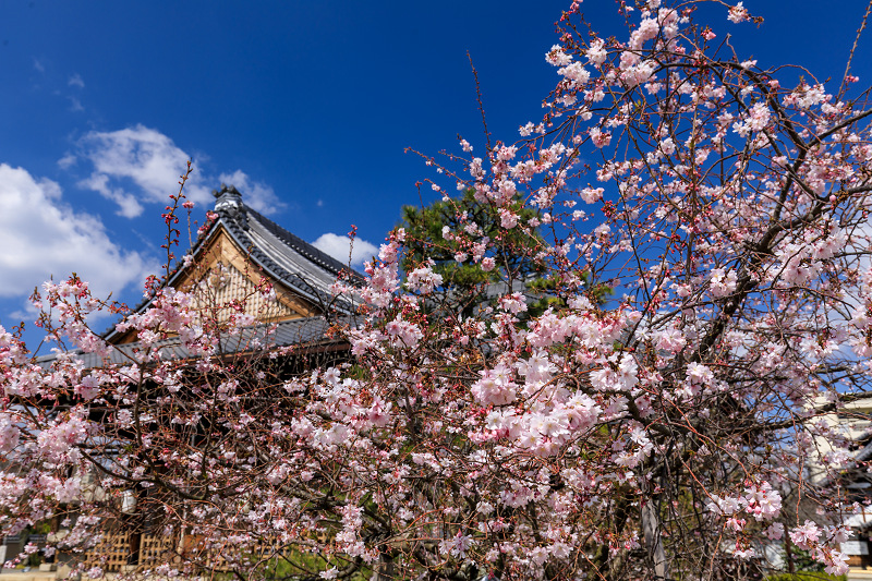 桜咲く京都2019　妙蓮寺の御会式桜_f0155048_2318557.jpg