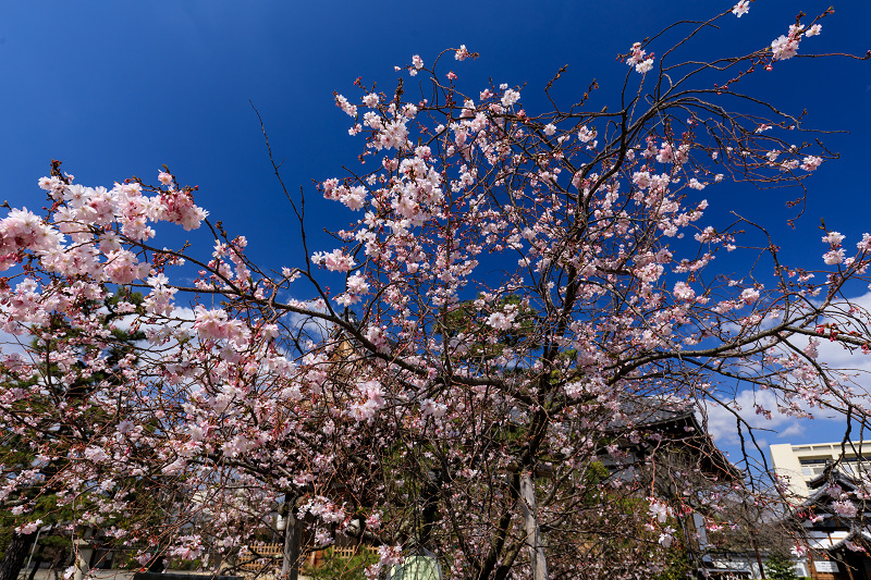 桜咲く京都2019　妙蓮寺の御会式桜_f0155048_2319181.jpg