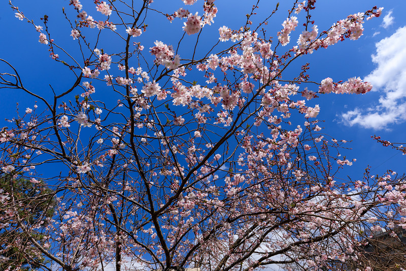 桜咲く京都2019　妙蓮寺の御会式桜_f0155048_23192492.jpg