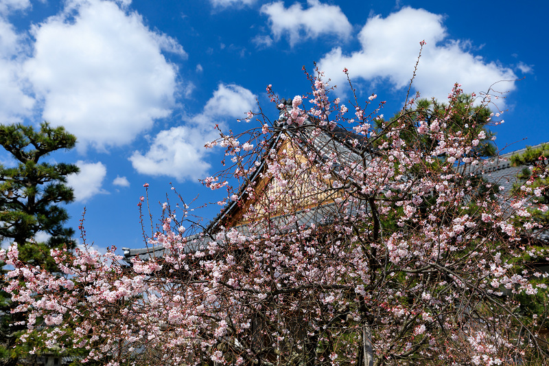 桜咲く京都2019　妙蓮寺の御会式桜_f0155048_23193430.jpg