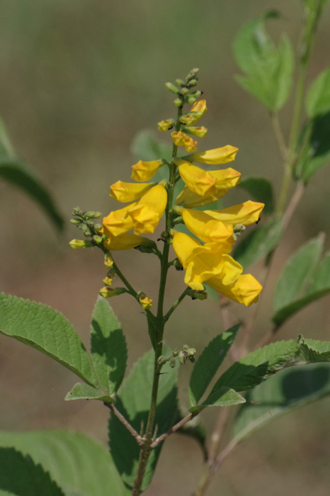 ネパールの植物02 還暦からのネイチャーフォト ネパールの植物02 還暦からのネイチャーフォト