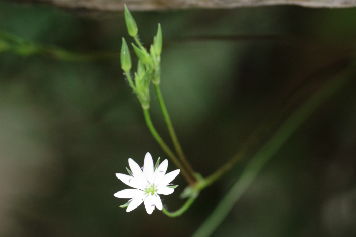 ネパールの植物02_b0144049_09310279.jpg