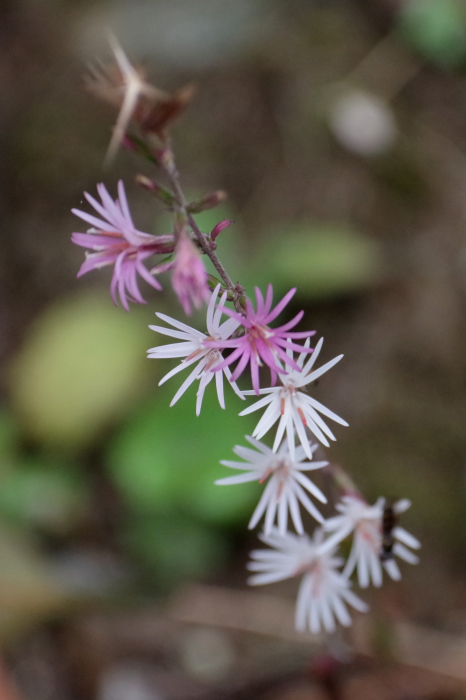 ネパールの植物02_b0144049_11172489.jpg