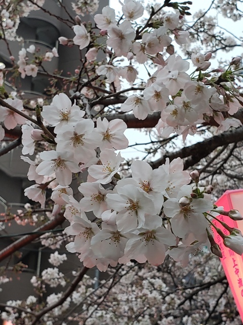 韓国の友達念願の目黒川の桜！_f0201054_19525166.jpg