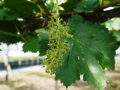 熊本ぶどう　社方園　今年も順調に花が咲きました！花セットの様子と匠の技を学ぶ研修生の話(前編)_a0254656_17205953.jpg