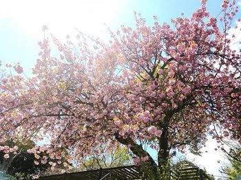 八重桜_a0061057_220173.jpg
