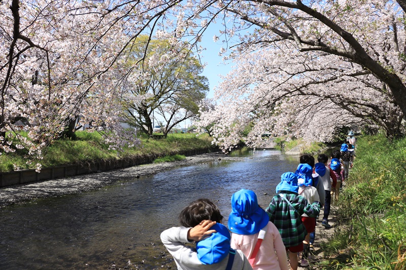 黒石川の桜並木♪_a0167759_1361411.jpg