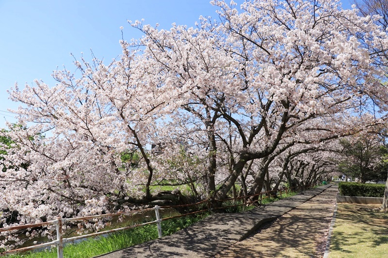 黒石川の桜並木♪_a0167759_1364563.jpg