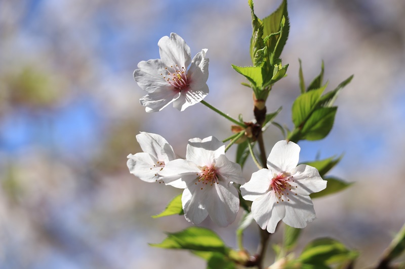 黒石川の桜並木♪_a0167759_1372120.jpg