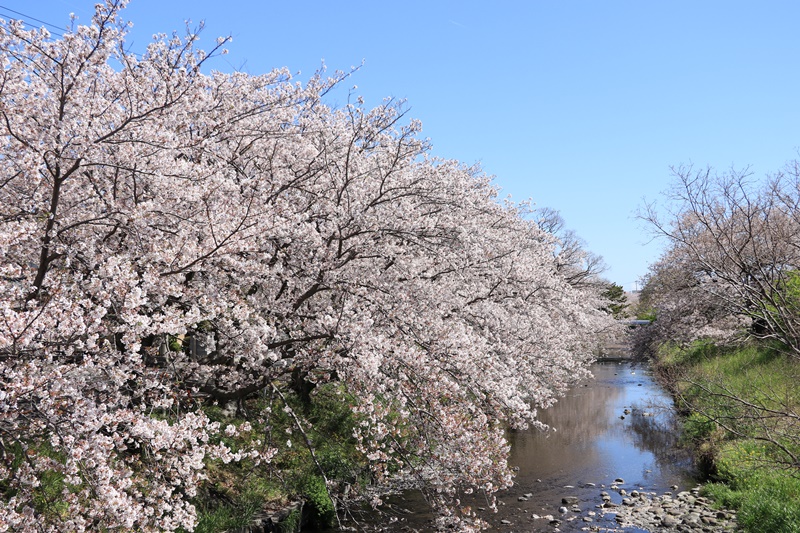 黒石川の桜並木♪_a0167759_1383982.jpg