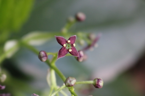 青木の花　アオキノハナ_d0226259_10223925.jpg