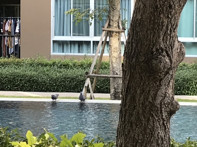 タイは気持ちのいい汗の季節_b0100062_14451886.jpeg