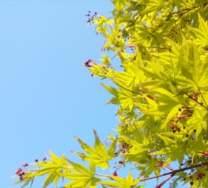 空を春で埋め尽くせ…_b0368362_19294865.jpg