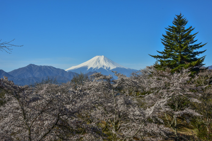 岩殿山の桜 風とこだま