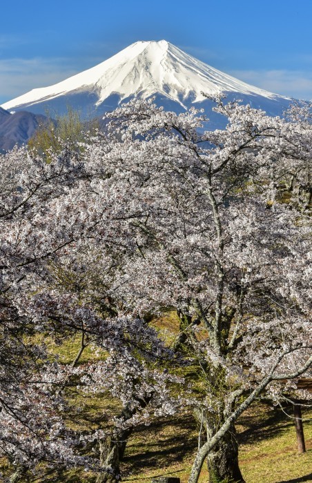 岩殿山の桜 風とこだま 岩殿山の桜 風とこだま