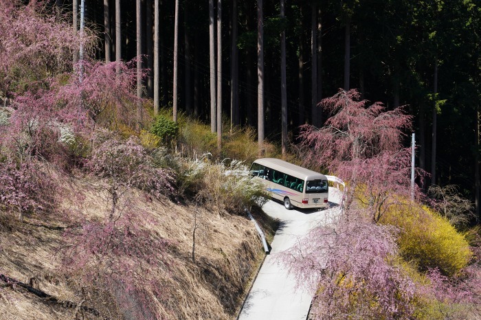 19桜撮影第4章 高見の郷 一目千本のしだれ桜 Turfに魅せられて 写真紀行 19桜撮影第4章 高見の郷 一目千本のしだれ桜 Turfに魅せられて 写真紀行