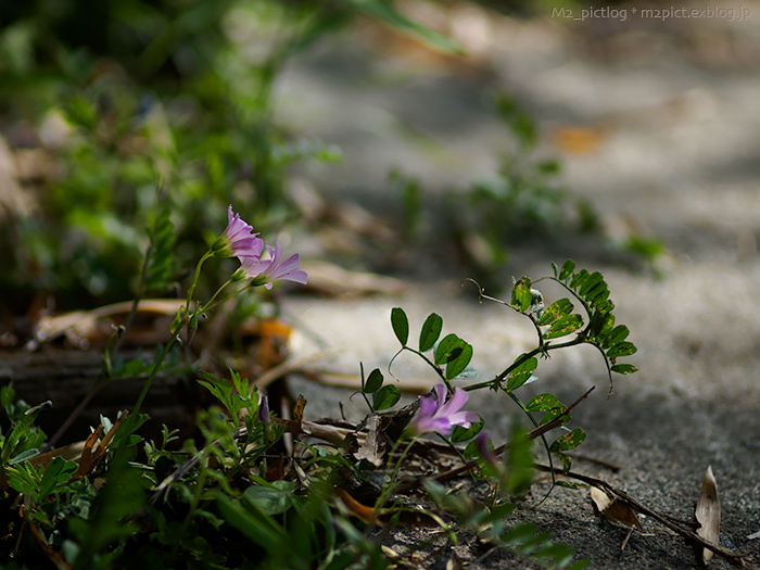 雑に咲く花を雑に撮る_e0097970_21384231.jpg