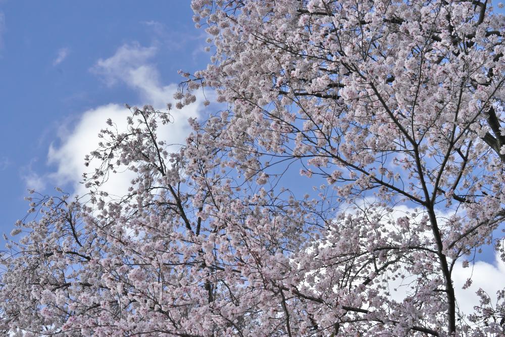 　今年の桜にも感謝！_b0161171_10215092.jpg