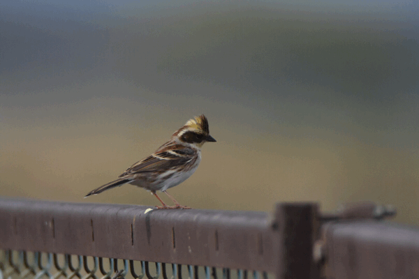 f0088971_21252506.gif