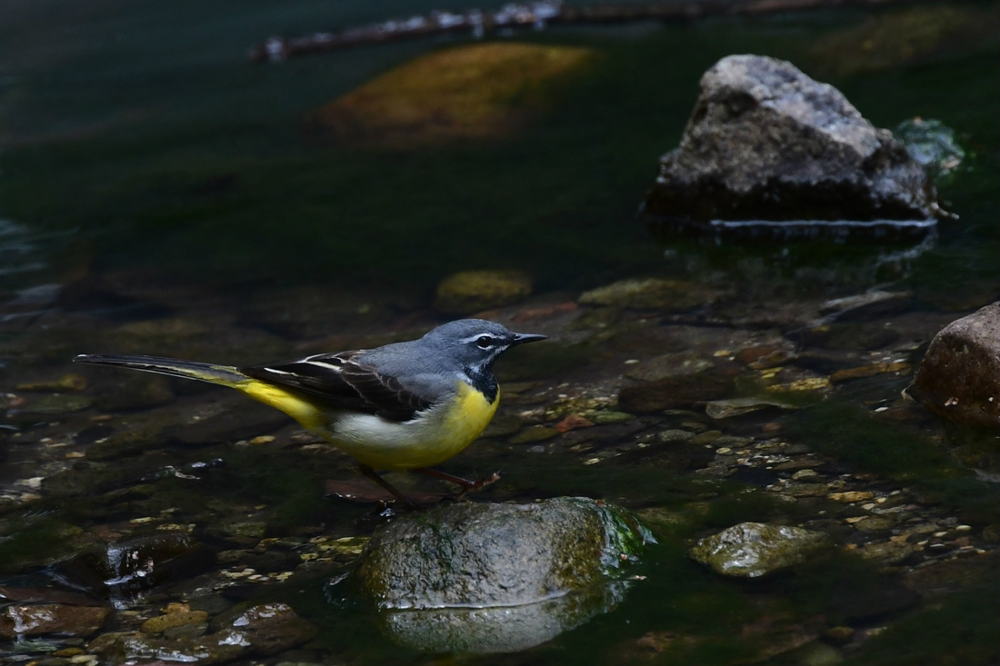 黄色い鳥さんは水辺でデート❤️　　キセキレイ_f0053272_22372313.jpg