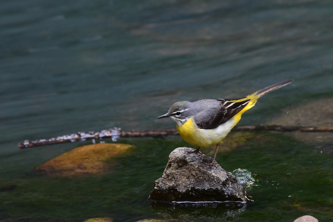 黄色い鳥さんは水辺でデート❤️　　キセキレイ_f0053272_22381707.jpg