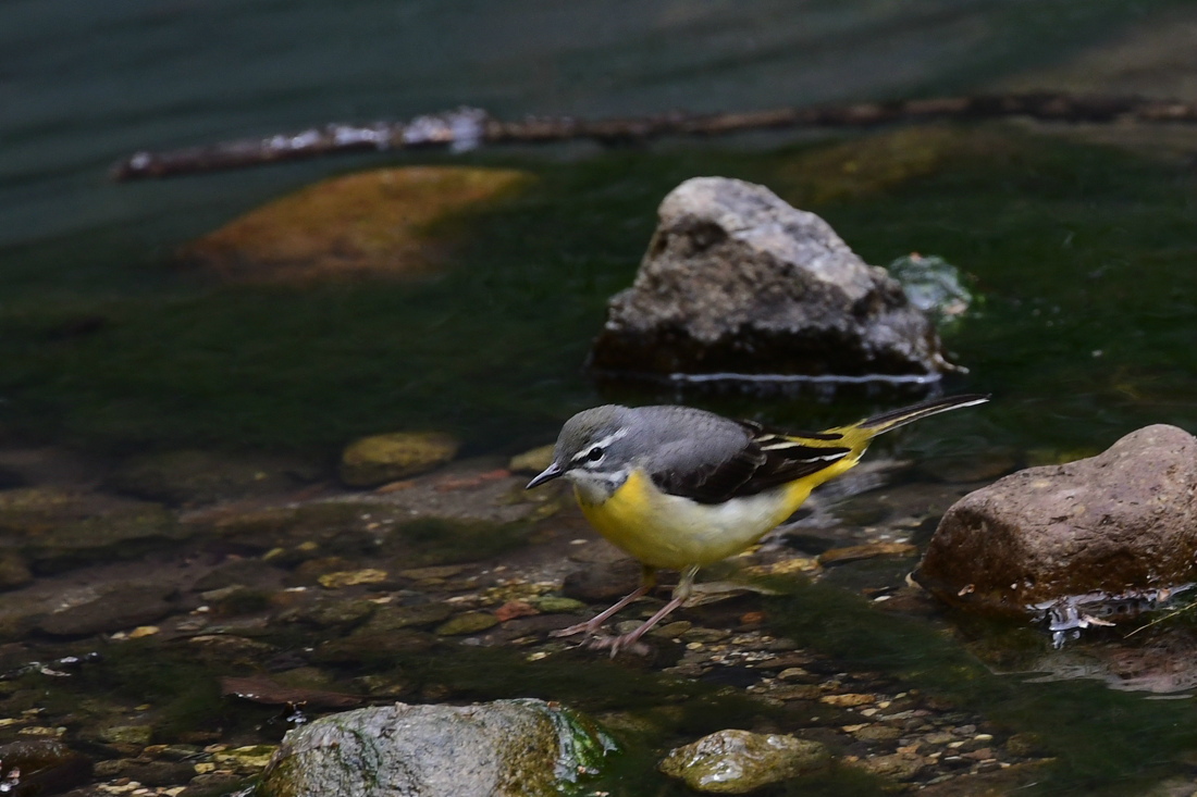 黄色い鳥さんは水辺でデート❤️　　キセキレイ_f0053272_22381992.jpg