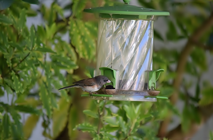 Bird feeder_b0369375_05570026.jpg